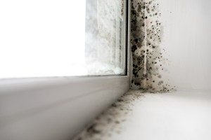 Condensation on window causing mould